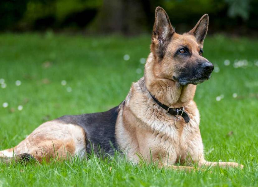 养牧羊犬最怕什么,养马犬好还是养德国牧羊犬好