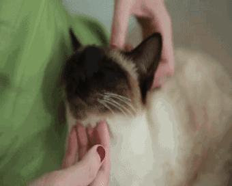 养猫首选这5种,养猫首选品种