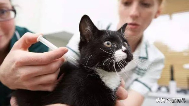 新手养猫必备5个养猫技巧分享,养猫要准备什么养猫需要用的东西