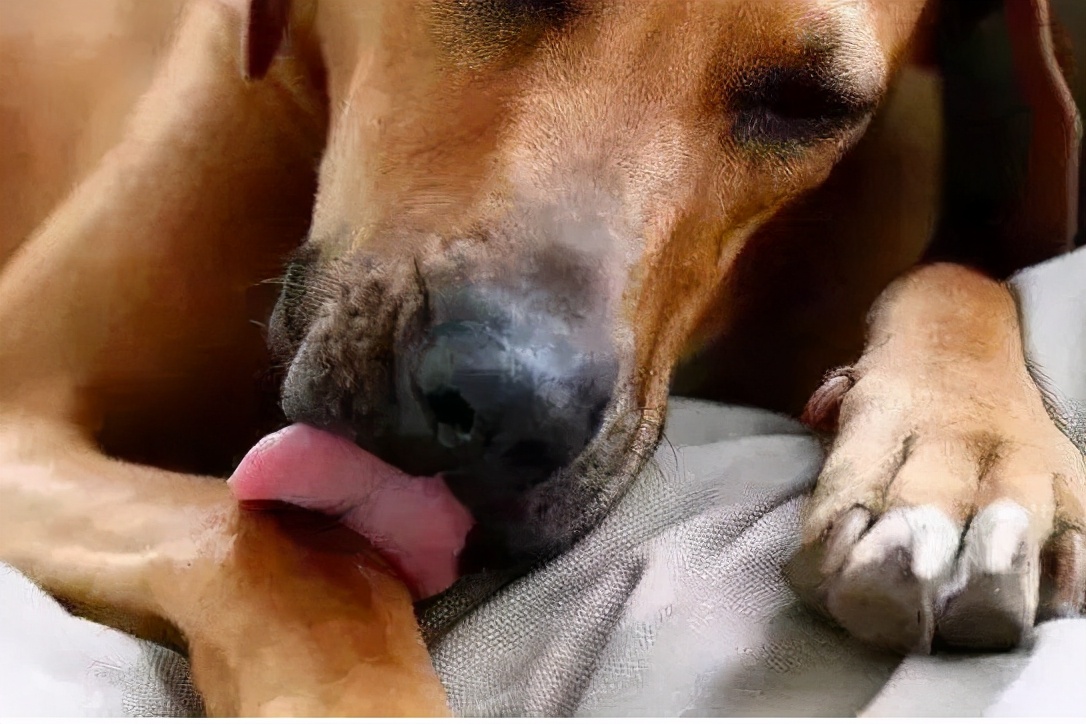 治疗抑郁的五种狗狗,狗狗抑郁怎么治疗最快最有效