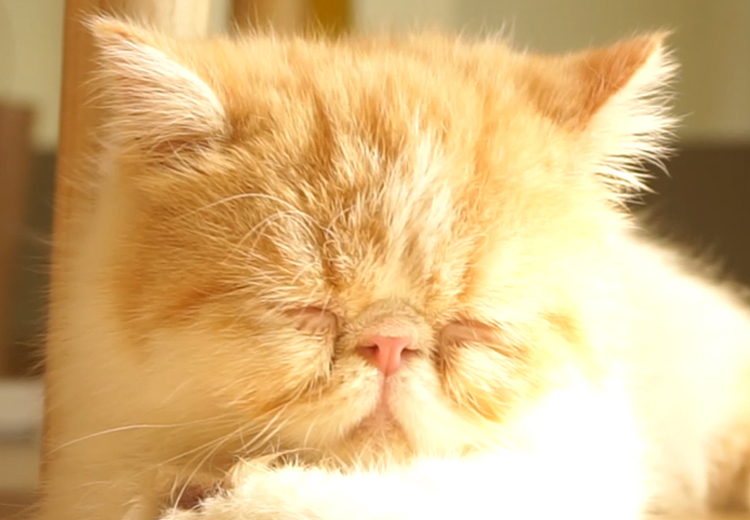 猫咪生病去哪里看,猫咪生病时看什么视频