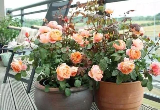 过期药片是养花宝贝肥效强10倍,用废旧过期的药片养花小经验