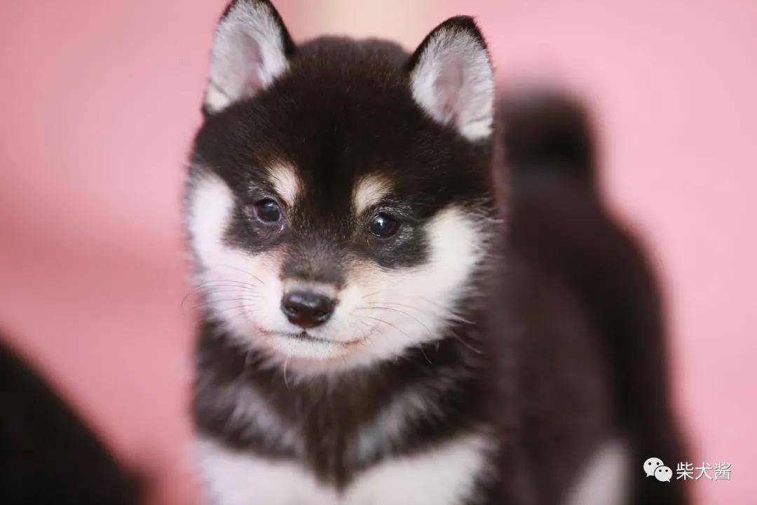 柴犬比较好养又不会飞,柴犬非常健康就是吃得少