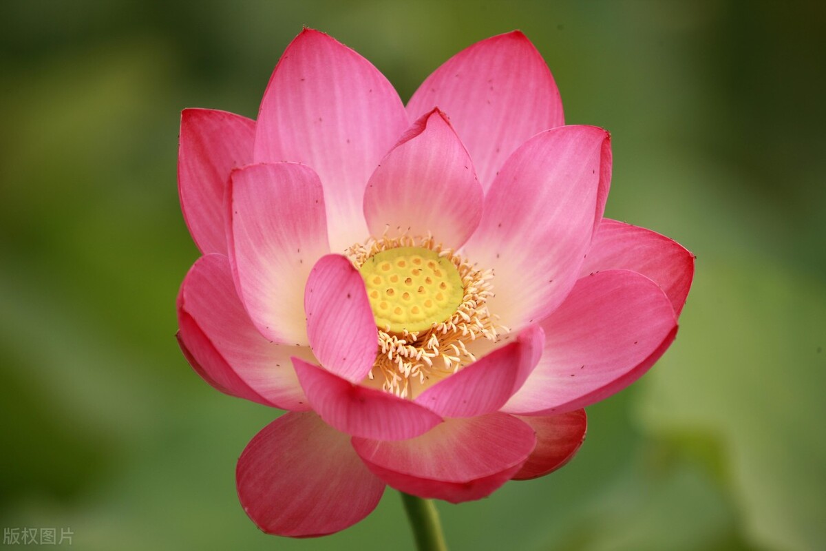 吃避孕药治疗子宫肌瘤怎么吃,吃避孕药会使肌瘤长得更快