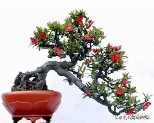 花木盆景嫁接技术视频,花木果树嫁接技术视频