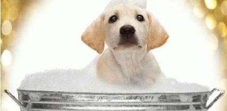 环保酵素制作方法,怎样用菠萝蜜皮制作环保酵素