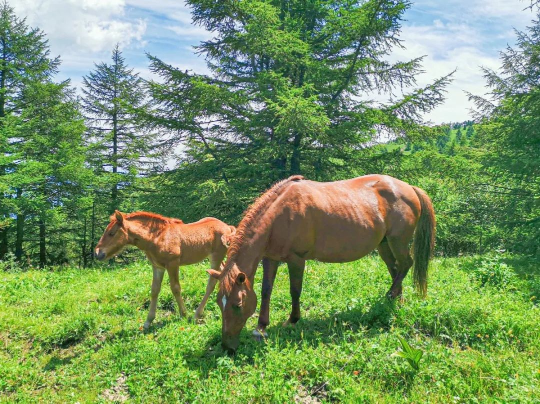 徒步穿越北驼梁完整版,穿越花海古道游记