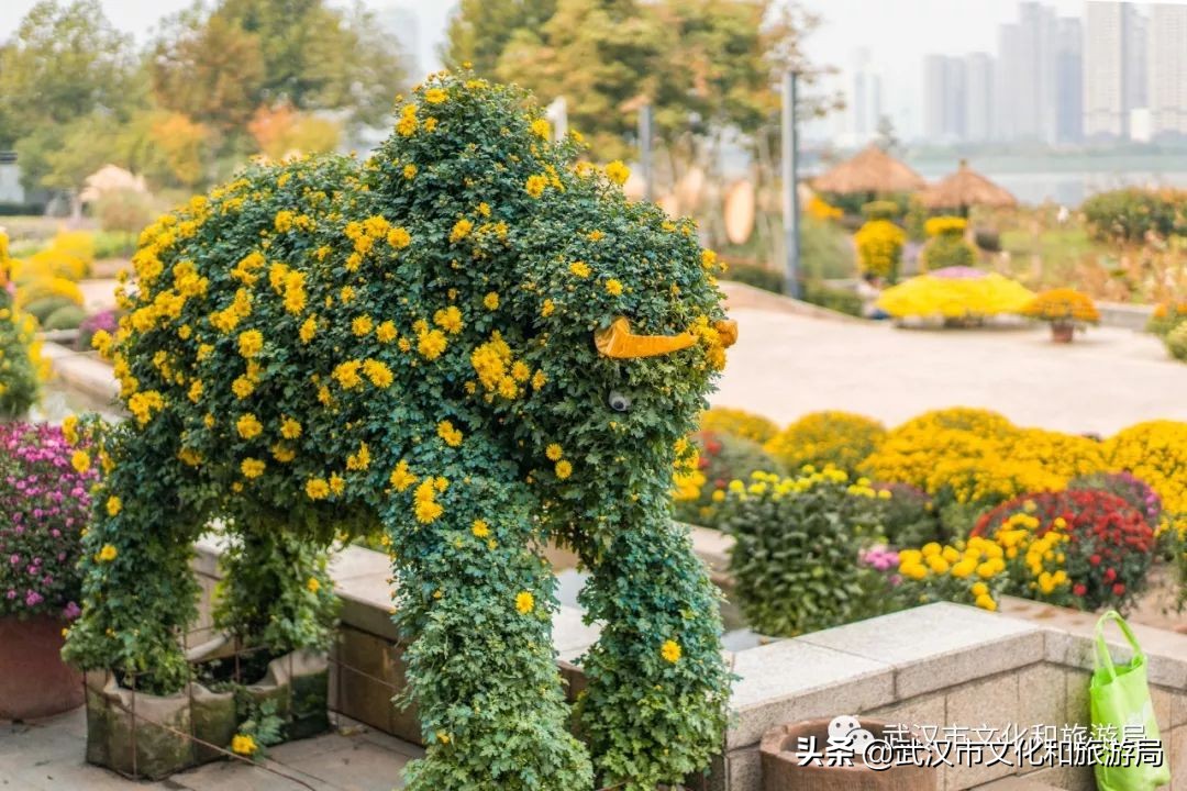 武汉菊花旅游攻略,花点时间武汉天地店