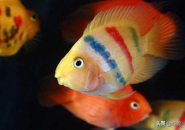 鹦鹉鱼吃什么食物最好,红鹦鹉鱼吃什么