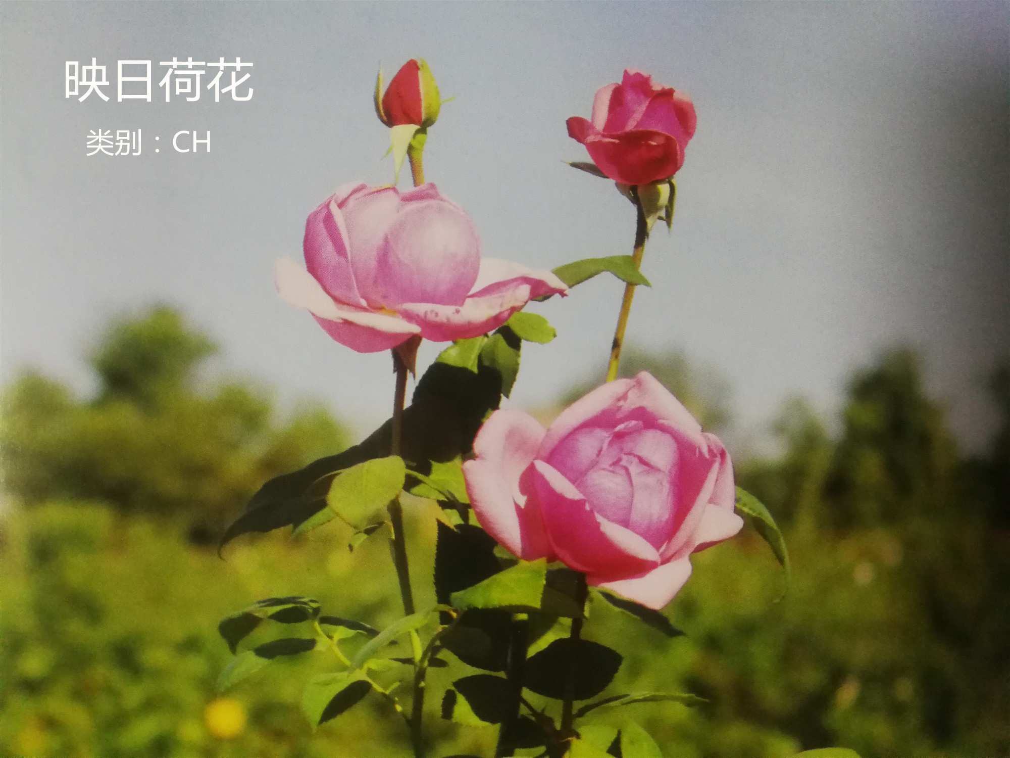 月季花简称,月季花的种类及英文名称