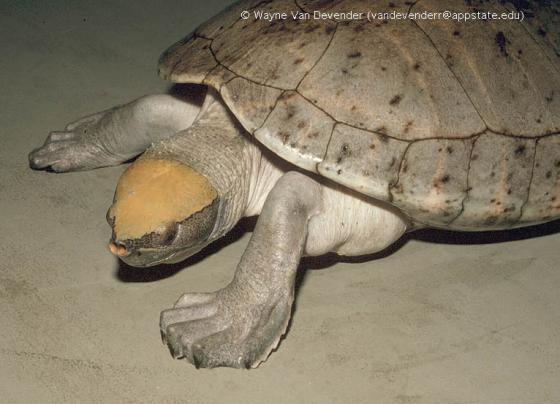 匠志萌宠乐园教学,匠志萌宠