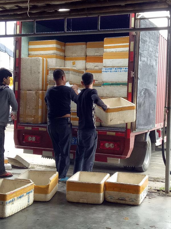 竹鼠养殖的研究报告,竹鼠如何预防疾病