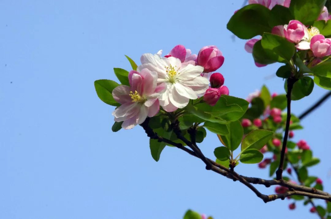 庭院栽树的讲究和忌讳,庭院种哪些树对庭院风水有利