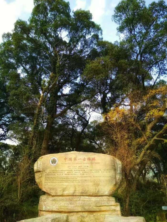 中国第一古樟树林,樟树千年古樟