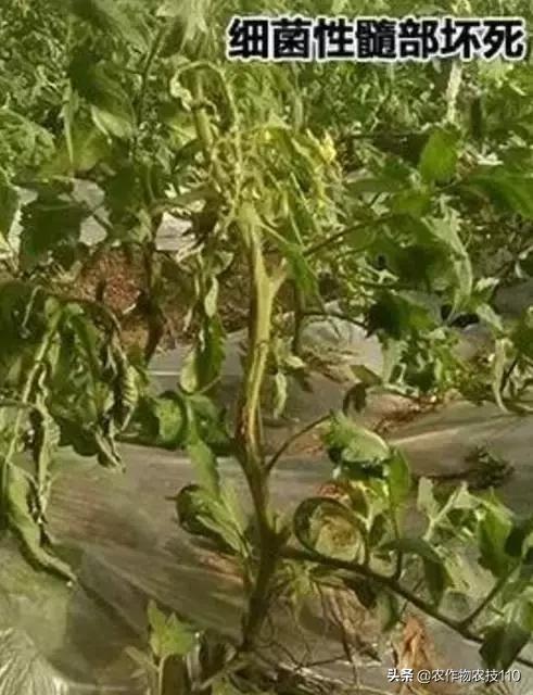 怎样预防番茄重茬,秋季阴雨天番茄病害预防