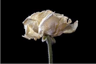 癌症患者抗癌的日记,癌症晚期的抗癌日记