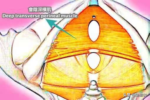 盆底肌锻炼凯格尔运动,如何锻炼盆底肌凯格尔运动