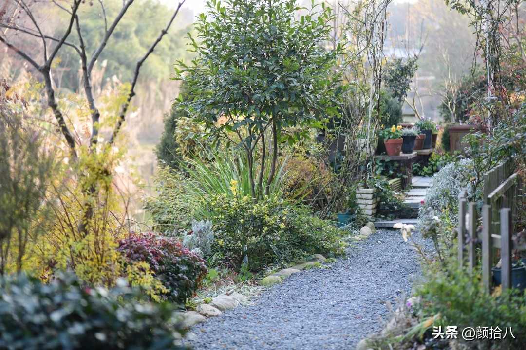 零下9度来袭，花园里的绿色是那么动人|园丁