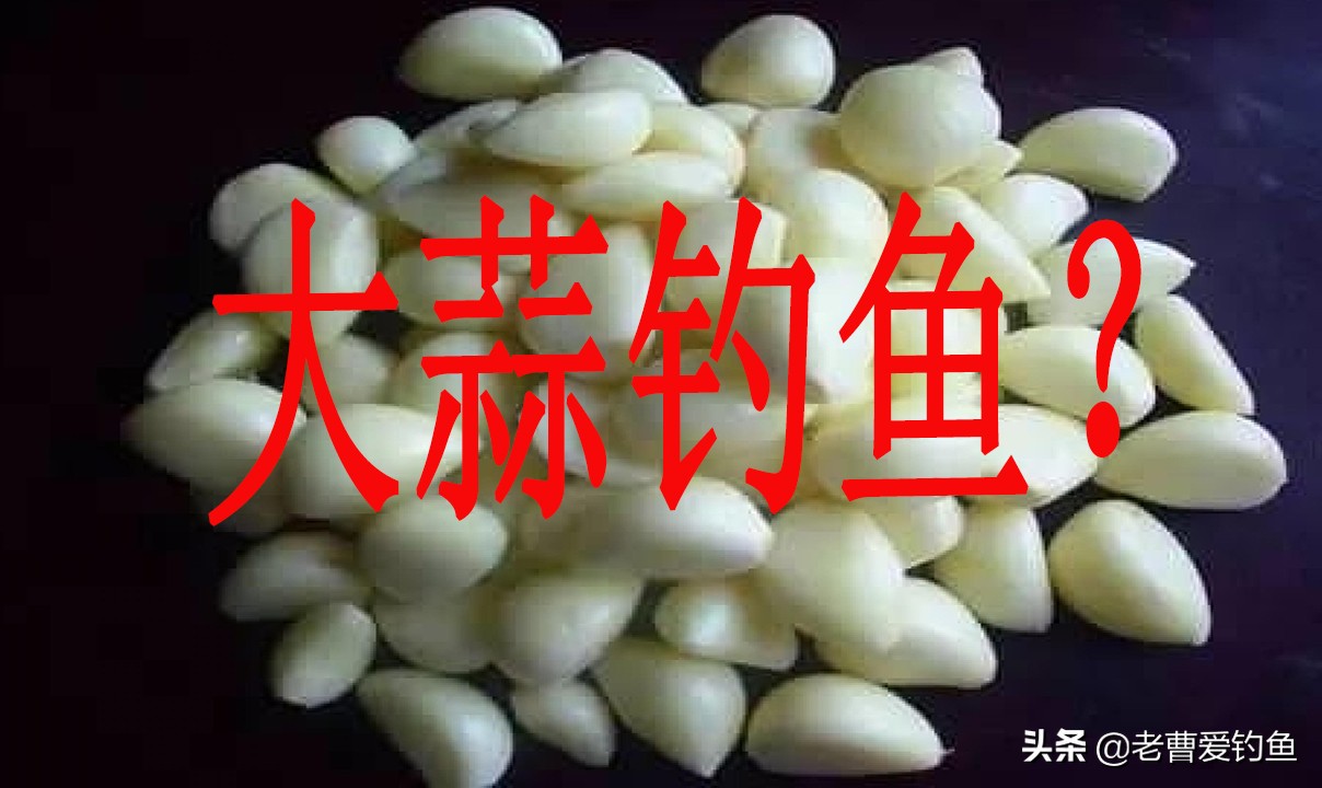 大蒜钓鱼方法钓草鱼,大蒜钓鱼钓法