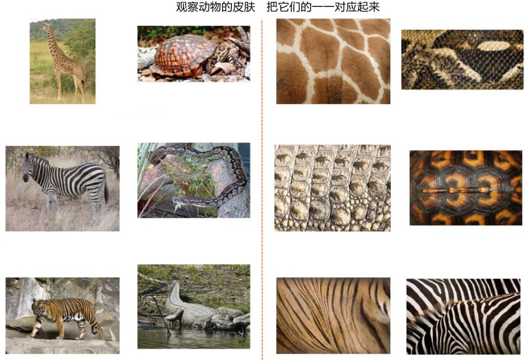 动物园怎么玩的具体介绍,动物园怎么玩更好玩