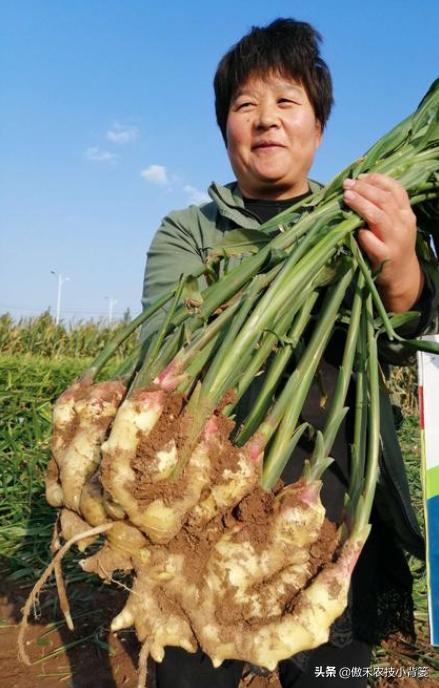春季怎样种植生姜,春季能种生姜吗