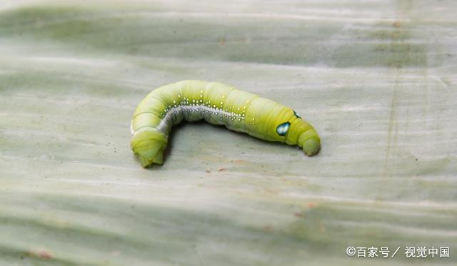 奶粉里有小飞虫如何解决,奶粉过期然后长虫要怎么解决