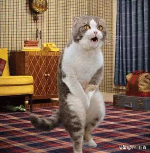 猫随地拉屎怎么惩罚,猫随地大小便怎么训它