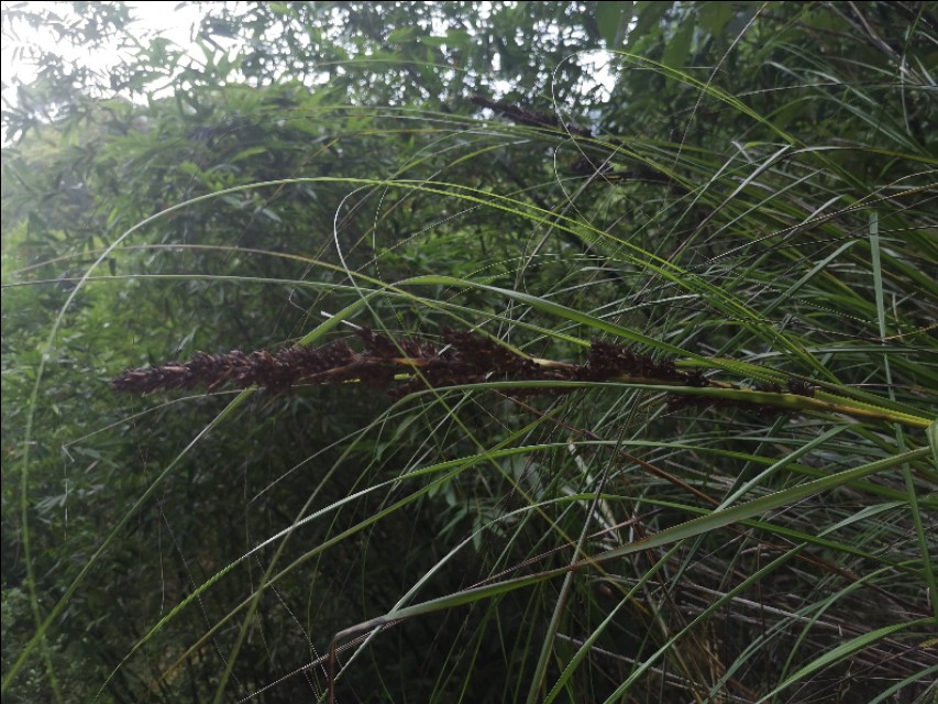 龙岩永福古溪村,福建省永福镇古溪村