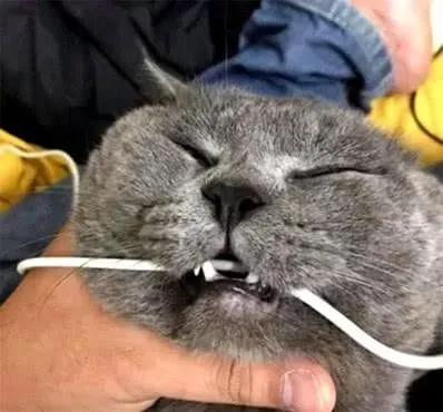 猫咪对数据线有什么执念吗,猫咪为什么那么喜欢咬数据线
