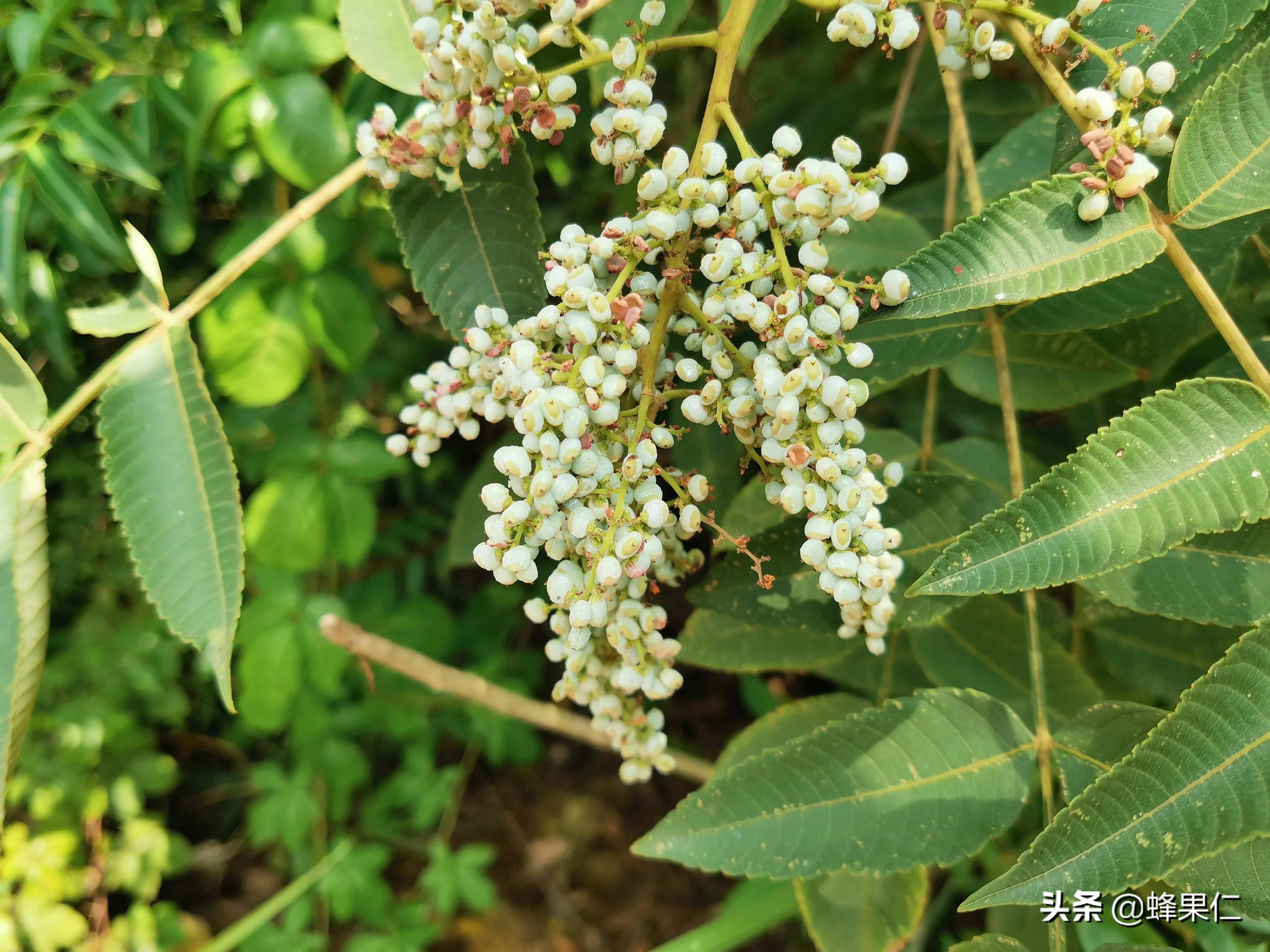 农村的所有野果,农村常见50种野果