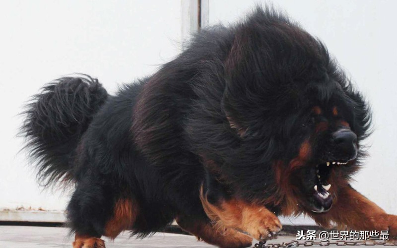 藏獒攻击力到底多强,藏獒真的斗不过野狼吗