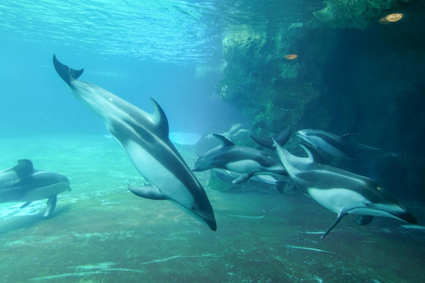 珠海长隆旅游攻略一天自由行,珠海长隆旅游攻略三天自由行