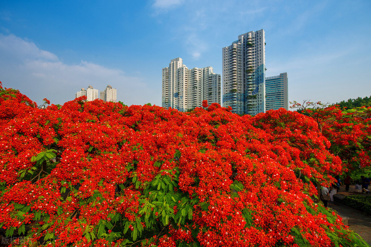 花草中的“火凤凰”,树上树下同惊艳,可惜只有南方人有眼福