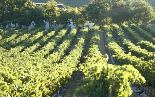 葡萄酒做法自酿全过程7天,三分钟了解葡萄酒的酿造全过程