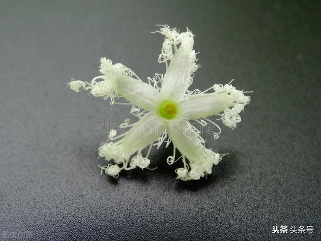 每天吃蛇胆的人,吃过蛇胆的人会怎么样