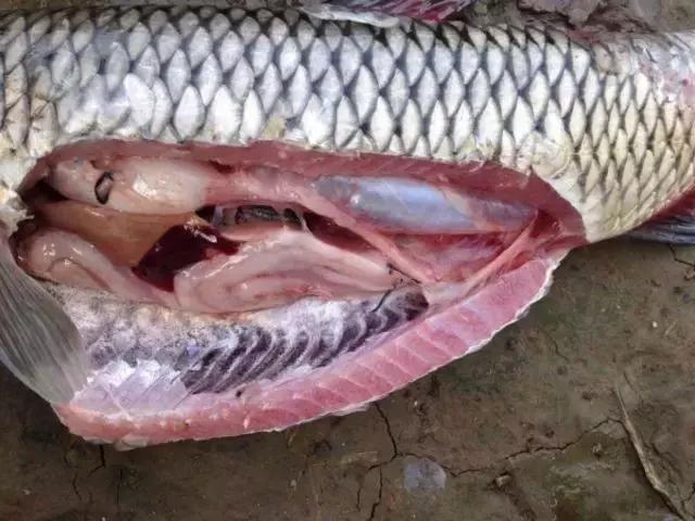 汕尾吃海鲜的正确方式,汕尾人吃海鲜