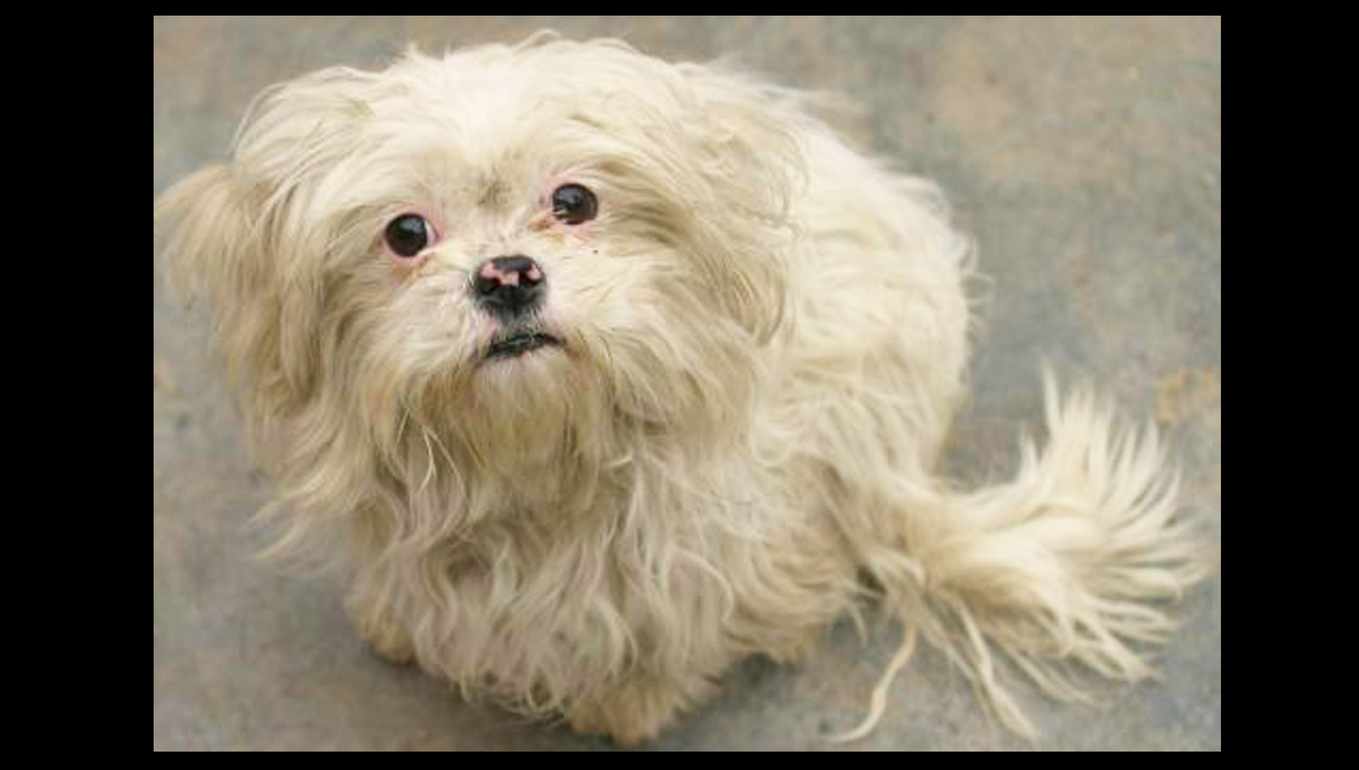 幼年巴西龟图片大全可爱版,巴西龟小时候最可爱的模样