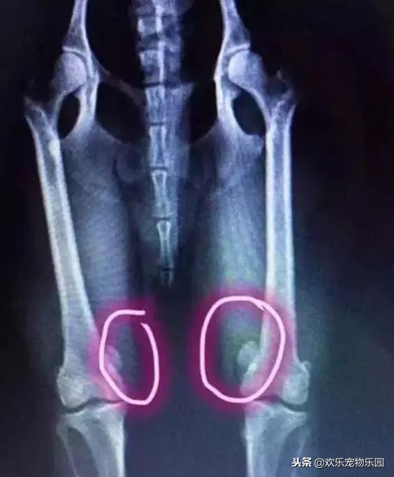 泰迪犬走路不直视主人怎么回事,怎样看待泰迪直立行走