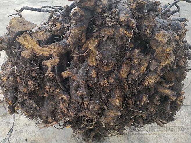 中药材价格金银花现在行情,板蓝根金银花牛蒡子虎杖