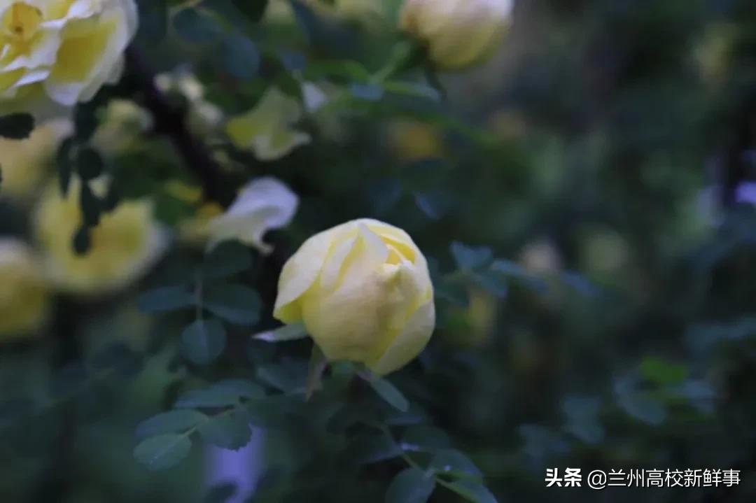 兰财校花,高校校花青春来袭你pick哪一款