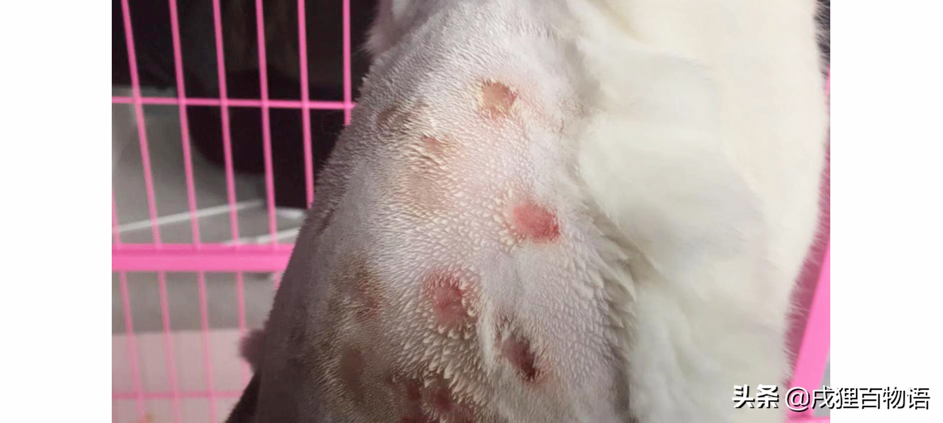 猫咪斑秃和猫癣的区别,猫咪猫癣头秃