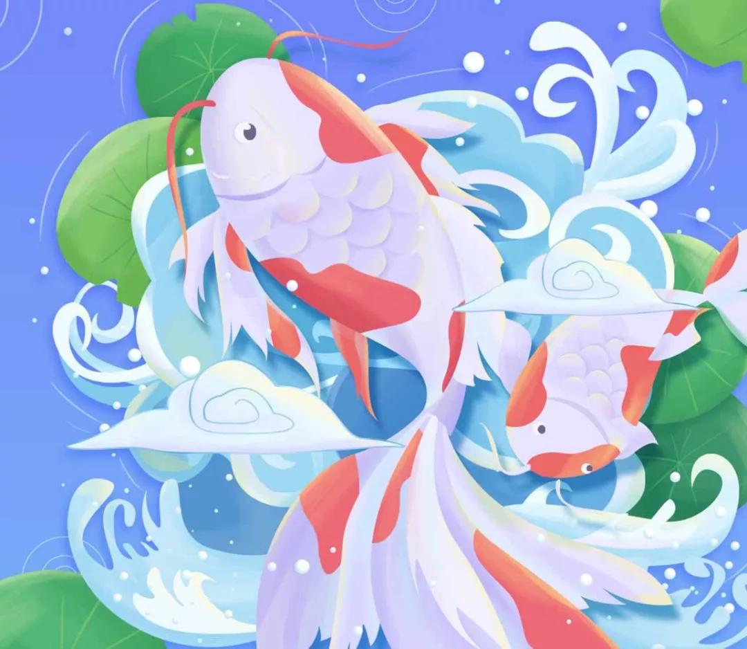 白写锦鲤鉴赏,精品红白锦鲤鉴赏