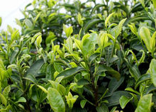 又苦又涩的茶叶,茶叶有点涩怎么解决