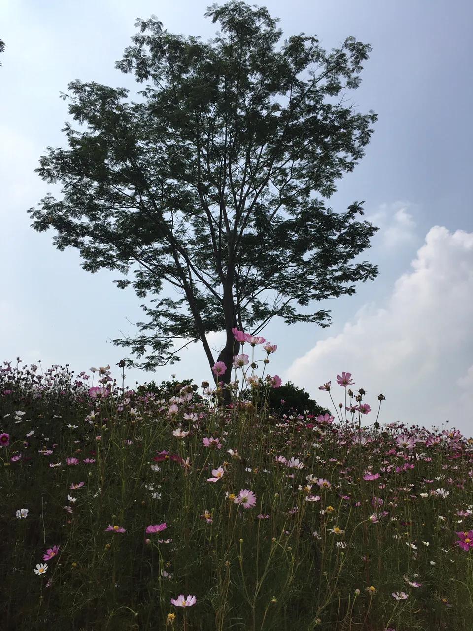 美林湖花海门票,美林花海