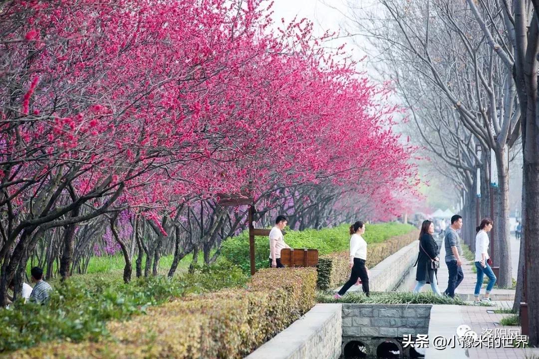 河南洛阳发布最新通知,洛阳牡丹花会向全世界发出邀请