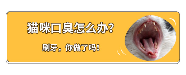 怎么解决猫咪口臭的问题,铲屎官怎么消除异味