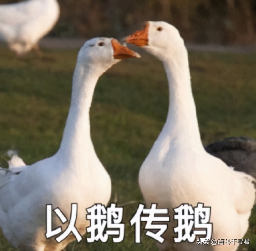 蛇怕鹅鸭粪,蛇怕鹅粪科学解释