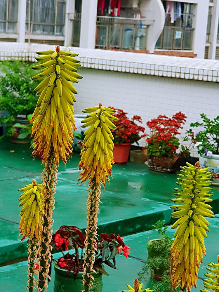 15平米露台改造成功案例,50平方楼顶改造露台和花园