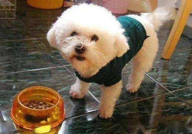 如何养好一只比熊犬这5点很关键,超小体比熊犬智商会不会差点