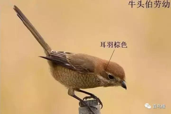 伯劳鸟饲养,没睁眼的伯劳怎样饲养